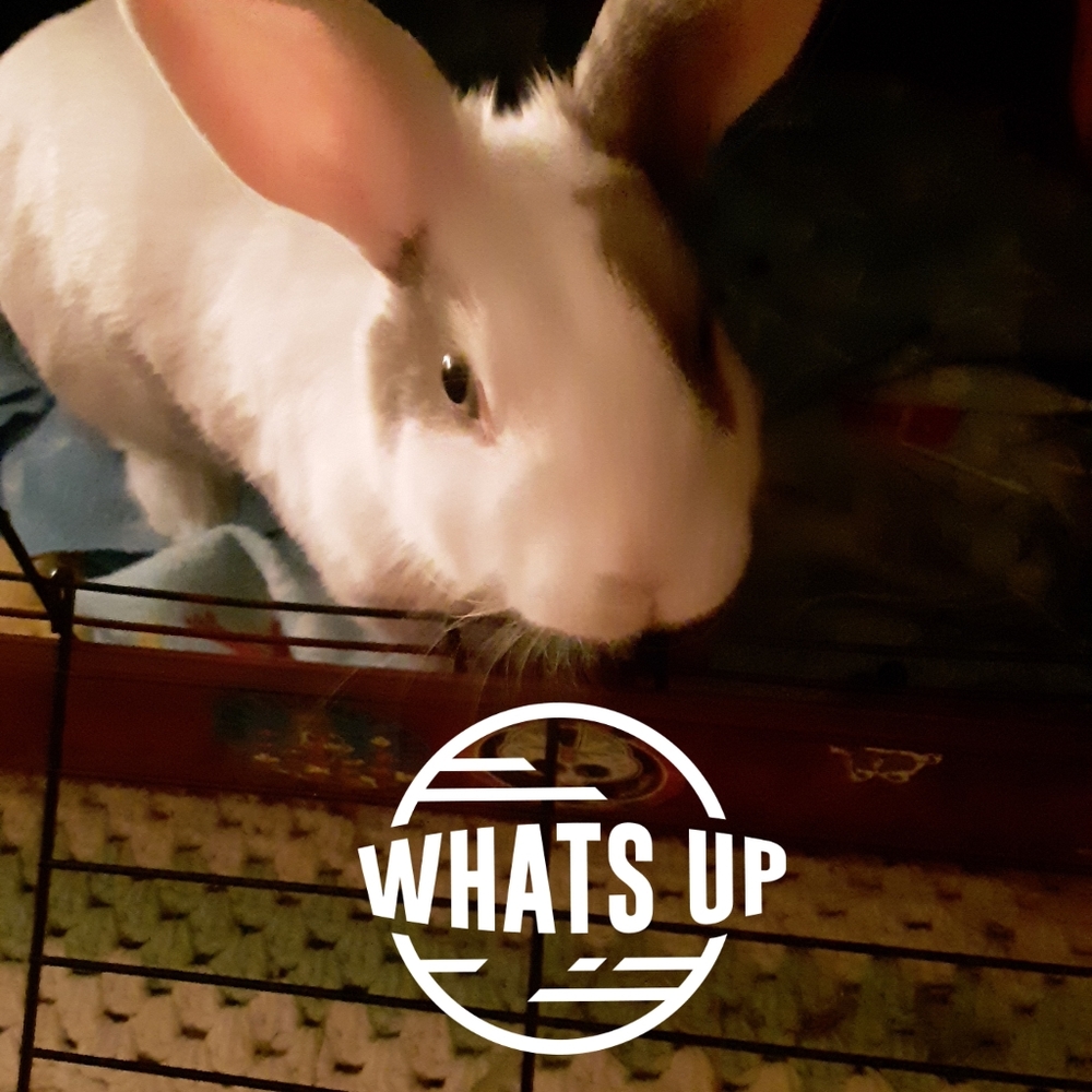 Meet your Posher, Shyanne